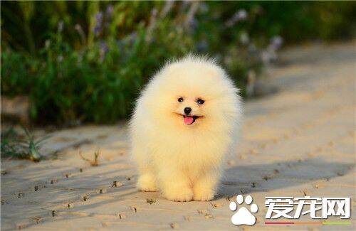 博美犬的修剪造型 博美犬家庭妆应以直剪为主