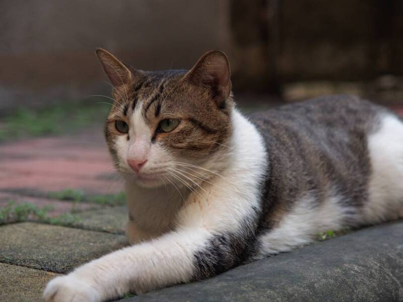 猫咪长跳蚤怎么办？三步骤彻底除蚤