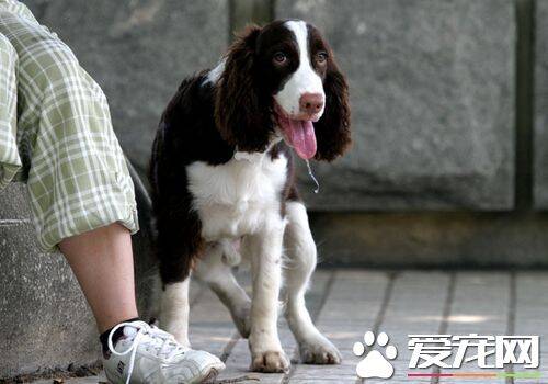 如何养好史宾格犬 要定时定量喂养史宾格犬