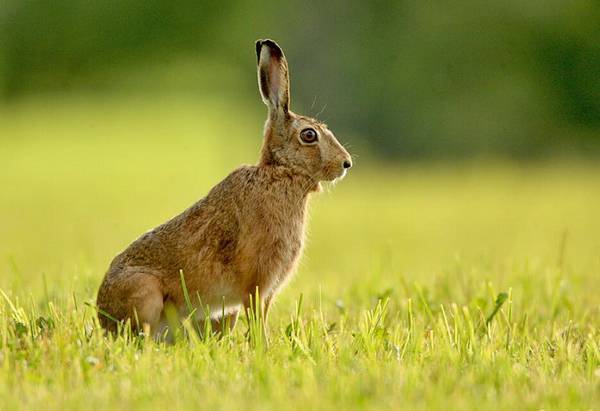 兔子爱吃什么草