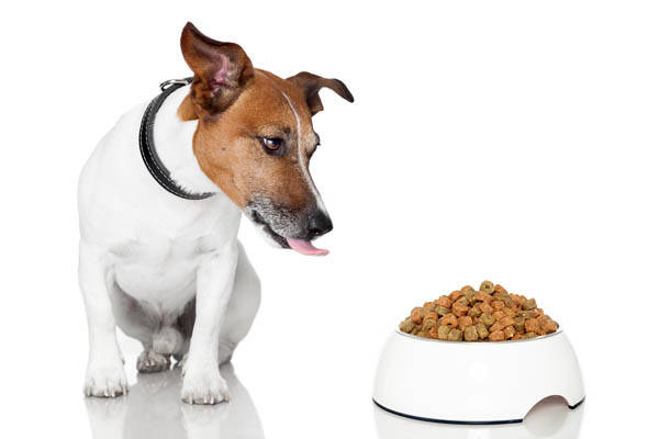 成犬吃狗粮不消化
