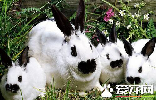 兔子能跑多快 宠物兔子的活动范围是多少