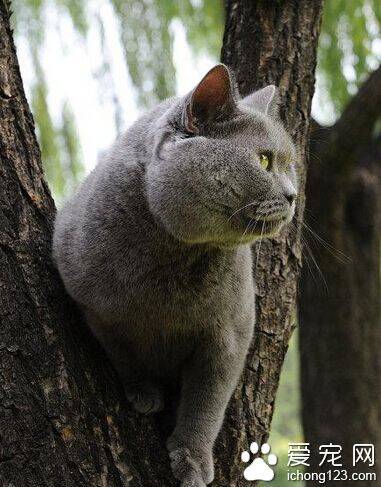 英国短毛猫习性 如同神情悠然的“绅士”