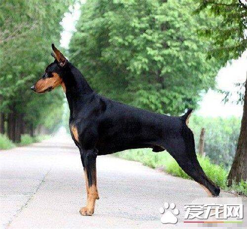 杜宾犬体重 成年后可以达到30到40公斤