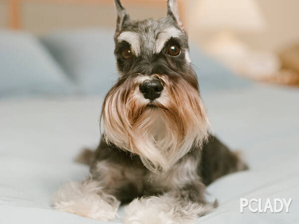 训练雪纳瑞的四项规则,雪纳瑞什么颜色的好