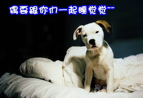 如何训练狗狗谢谢,能不能和狗狗“同床共枕”呢