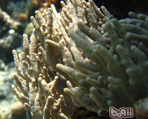 手指珊瑚的品种简介