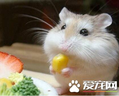 布丁仓鼠喜欢吃什么 布丁仓鼠可食性食物