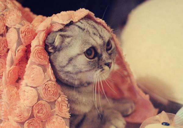 折耳猫什么姿势是犯病