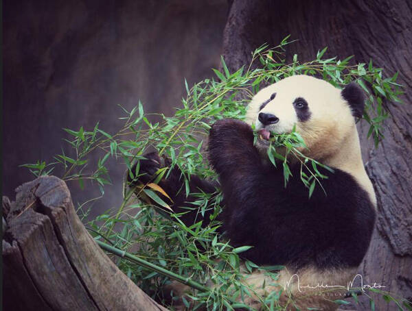 熊猫幼崽吃什么