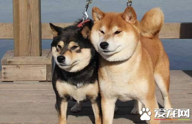 柴犬除了狗粮吃什么好 怎样保证柴犬的营养全面