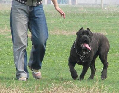 卡斯罗犬能长多大 雌雄犬在体重上有差别