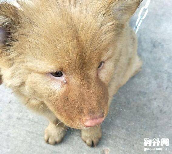 流浪狗每天准时来吃饭，吃完就走，发生这件事它终于肯留下了