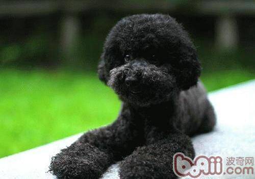 泰迪犬常见疾病知多少