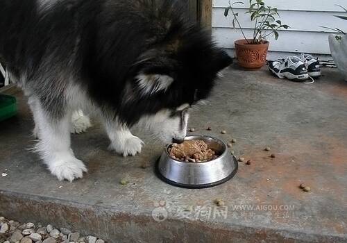 罗秦犬的训练方法,训练狗狗之不要弄倒