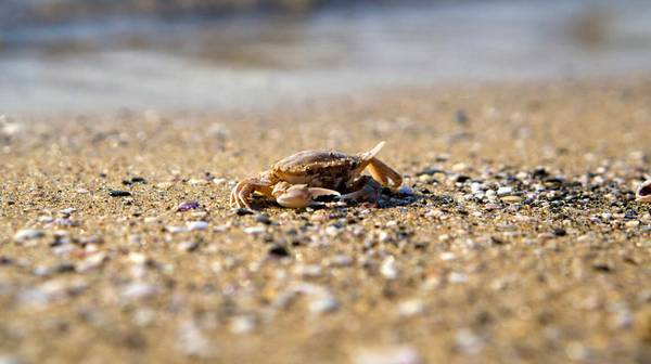 螃蟹的腮在哪里
