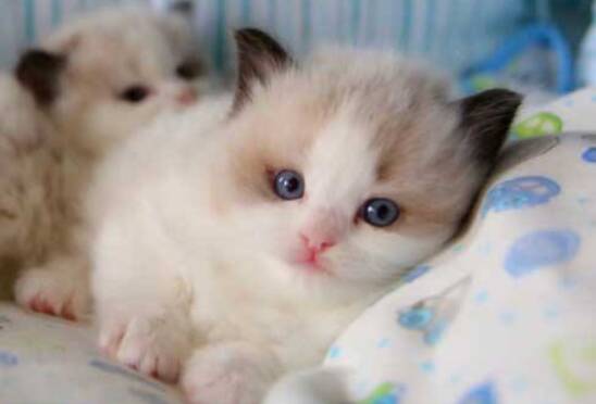 布偶猫眼睛颜色有红黄蓝三种吗 布偶猫眼睛颜色和血统有关吗