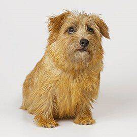 罗福梗的训练方法-  怎样训练罗福梗罗福梗犬