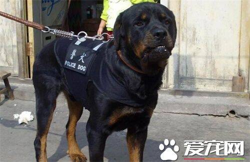 罗威纳犬成狗能养么 罗威纳犬成狗是可养的