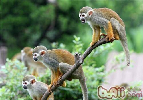 松鼠猴的喂食要点