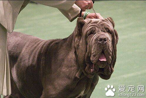 马士提夫犬的性格 具有强烈的攻击性