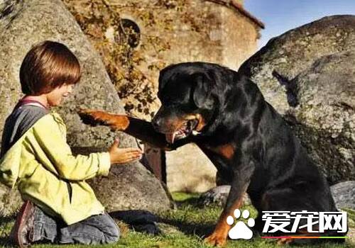 罗威纳犬会看家吗 罗威纳犬适合做护卫犬