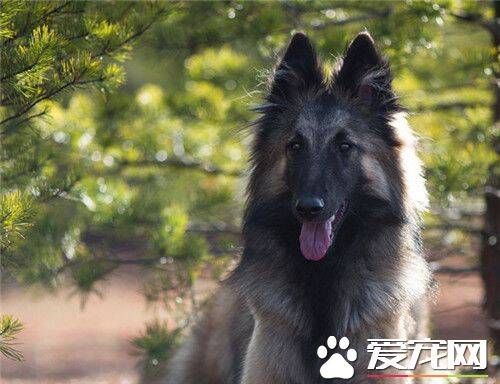 比利时牧羊犬听话吗 对主人热爱友善