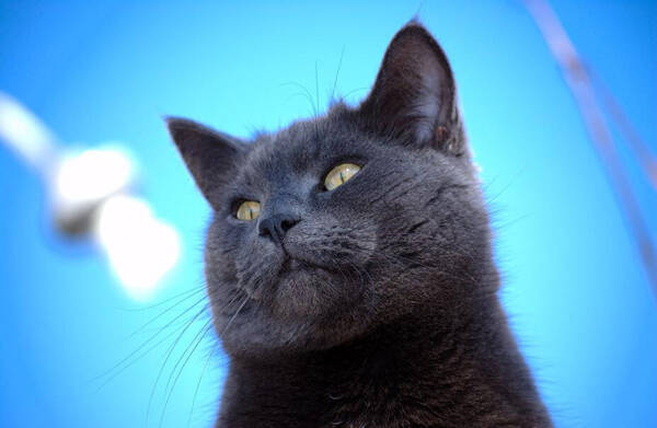 蓝猫会掉毛吗