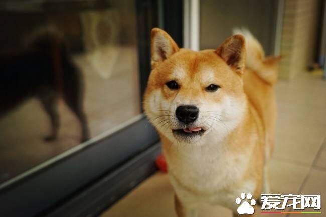 纯种柴犬好养吗咬人吗 纯种柴犬的特点有哪些