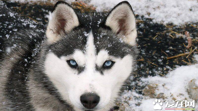 巨型阿拉斯加雪橇犬好养吗 生长期喂养要点