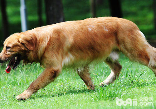 为自家金毛犬繁殖需要慎重