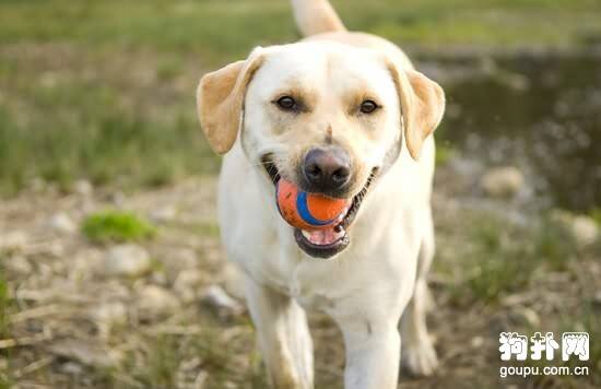 狗狗落基山斑疹热症状- 犬落基山斑疹热原因|诊断|预防及治疗方法