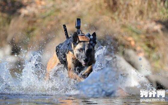为什么说狗狗是“国防卫士”？