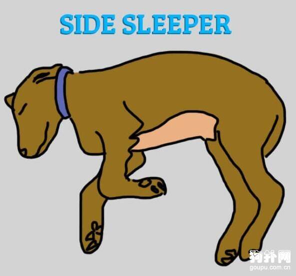 6种睡姿揭露狗狗的性格秘密