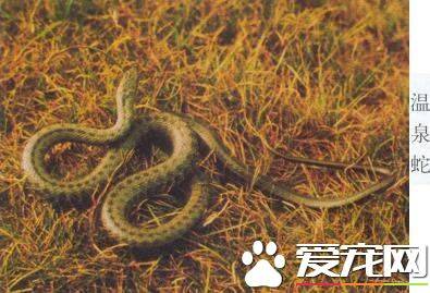 温泉蛇是否有毒性 西藏特有的一种无毒蛇
