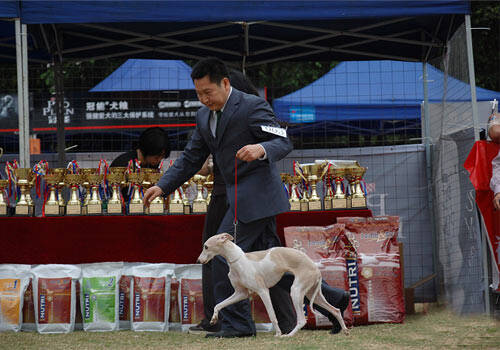 训练惠比特撵兔子,怎么挑选惠比特的狗衣服