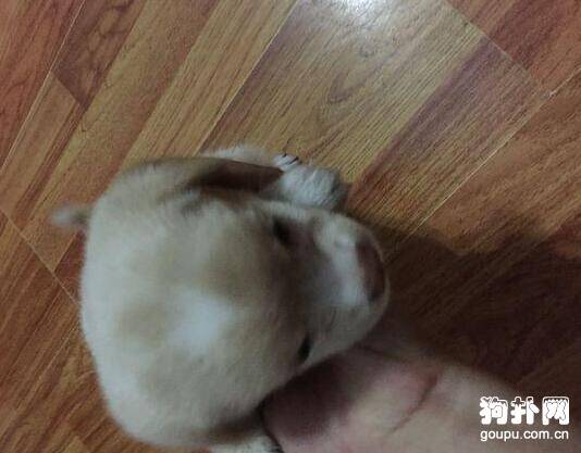 小狗被严重勒伤，深可见骨，救回来后老做噩梦