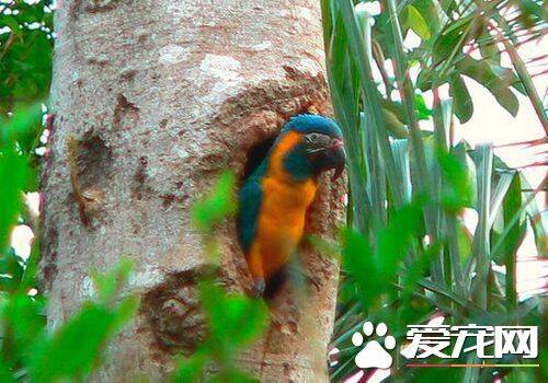 蓝喉金刚鹦鹉是北京市保护动物吗 是国家二级保护动物