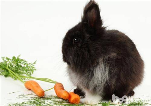 兔兔的饮食健康护理