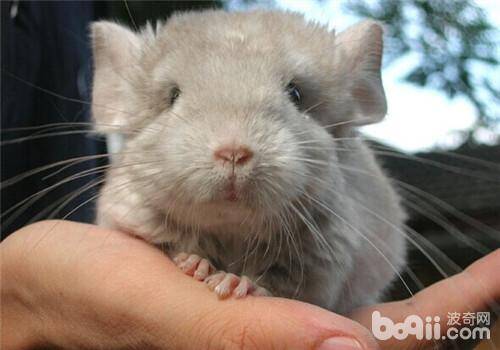 龙猫咬毛的原因是什么