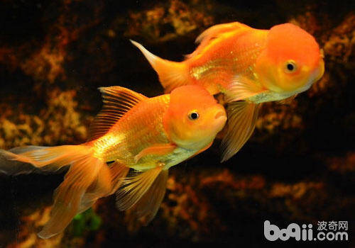 金鱼为什么突然变色？