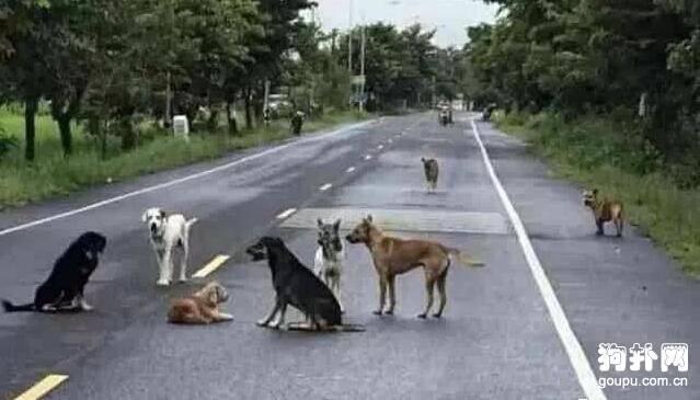 流浪狗集体上前堵塞马路，司机好奇下车查看后泪奔