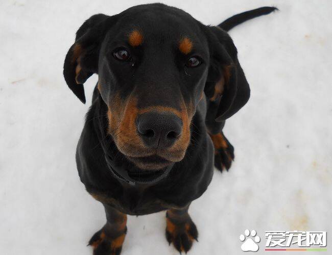 黑熊和比利时牧羊犬谁厉害 都有其独特特点