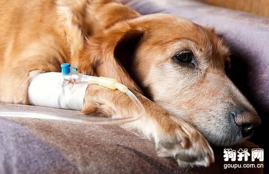 犬副伤寒症状- 狗狗副伤寒原因|诊断|预防及治疗方法