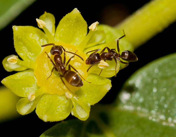 家里有小黄蚂蚁的原因