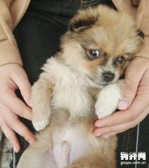 小狗被人活埋，幸得美女相救，好人有好报