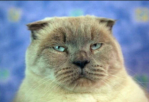 三个月猫掉毛怎么办
