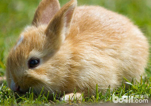 母兔是否需要绝育