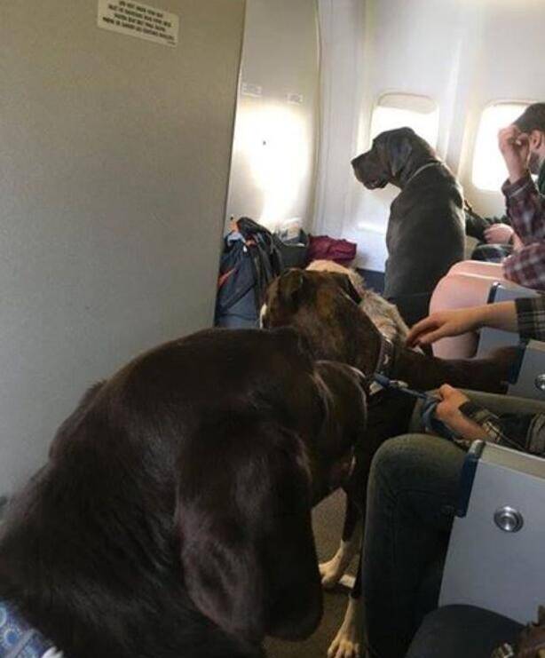航空公司改规则让火灾落难宠物跟主人一同登机!