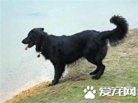 平毛寻回犬的特点 是一种可爱友善活跃的狗狗